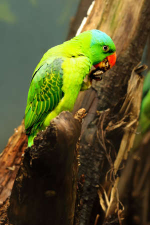 The Blue-naped parrot (Tanygnathus lucionensis) sitting on the old vertical branch. The parrot is feeding. Green and blue parrot with red beak.の写真素材