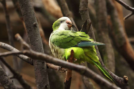 The Monk parakeet (Myiopsitta monnachus) sitting on the old brown branch. Brown branches background, portrait, detail.の写真素材