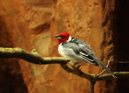 The red-cowled cardinal (Paroaria dominicana) sitting on the old brown branch. Brown background,...