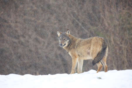 The wild european wolf (Canis lupus lupus) in the snow blizzard. The european wild wolf looking for...