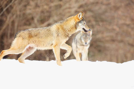 The european wild wolf (Canis lupus lupus) on the snow. Wild wolf is carefully walking on the snow...