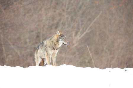 The european wild wolf (Canis lupus lupus) on the snow. Wild wolf is carefully walking on the snow...