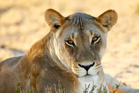 Lioness (Panthera leo) in Kalahari desert and looking for the rest of her pride in the morning sun. Dry bush in background. Lioness portrait up to close.の写真素材
