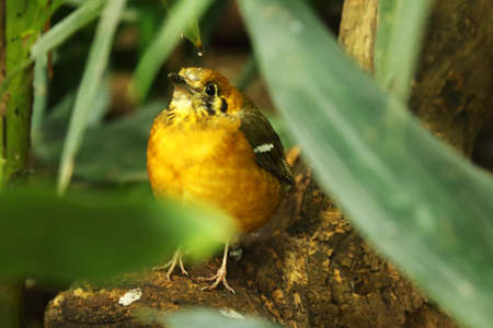 The orange-headed thrush (Geokichla citrina) sitting in the shade of the tree on the small branch. Green background.の写真素材