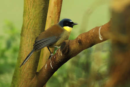 The Blue-crowned Laughingthrush (Dryonastes courtoisi) sitting on the brown branch. Green background.の写真素材