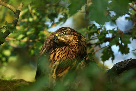 The Northern goshawk (Accipiter gentilis) sitting in the tree. Green tree around.の写真素材