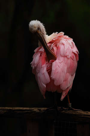 The roseate spoonbill (Platalea ajaja) cleaining the rose feather.The roseate spoonbill sitting on the branch. Dark background.の写真素材