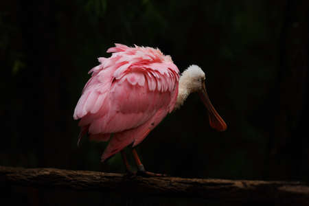 The roseate spoonbill (Platalea ajaja) cleaining the rose feather. The roseate spoonbill sitting on the branch. Dark background.の写真素材
