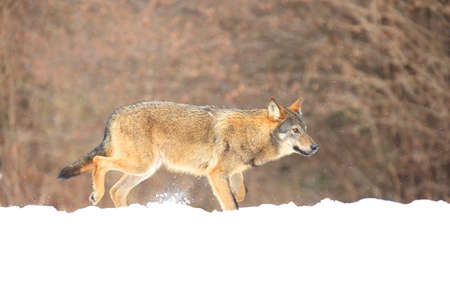 The wild european wolf (Canis lupus lupus) in the snow blizzard. The european wild wolf looking for the food in the snow. Snow around.の写真素材