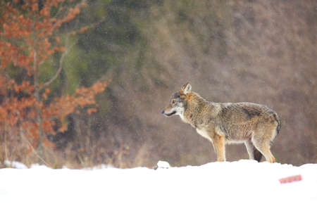 The wild european wolf (Canis lupus lupus) in the snow blizzard. The european wild wolf looking for...