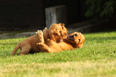 Amazing, newborn and cute red English Cocker Spaniel puppy detail. Small and cute red Cocker Spaniel puppies running and fighting in the green grass, morning sun. Green background.の写真素材