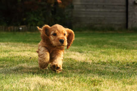 Amazing, newborn and cute red English Cocker Spaniel puppy detail. Small and cute red Cocker Spaniel puppies running in the green grass, morning sun. Green background.の写真素材