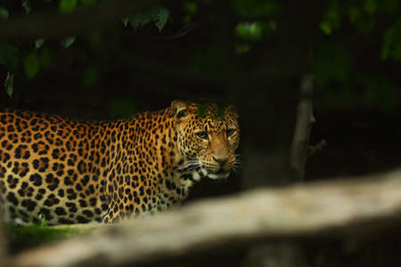 The Javan leopard (Panthera pardus melas) walking under the big branch. Morning sun, green background. The dangerous javan predator. Close-up, portrait.の写真素材