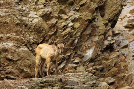 The West Caucasian tur (Capra caucasica) is a mountain antelope mother with her young. Mother is breastfeeding the oung on the rocks.の写真素材