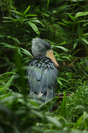 The shoebill (Balaeniceps rex) also known as whalehead, whale-headed stork, or shoe-billed stork, in one of the biggest bird. The gray bird with hude bill staying in the jungle.の写真素材