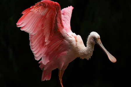 The roseate spoonbill (Platalea ajaja) cleaining the rose feather. Open wings. The roseate spoonbill sitting on the branch. Dark background.の写真素材