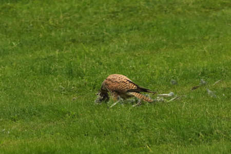 The Common Kestrel (Falco tinnunculus) after hunt. Common censtrel sitting in the grass and feeding the prey. Green background. Death bird as a prey.の写真素材