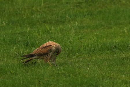 The Common Kestrel (Falco tinnunculus) after hunt. Common censtrel sitting in the grass and feeding the prey. Green background. Death bird as a prey.の写真素材
