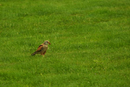 The Common Kestrel (Falco tinnunculus) after hunt. Common censtrel sitting in the grass and feeding the prey. Green background. Death bird as a prey.の写真素材