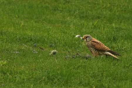 The Common Kestrel (Falco tinnunculus) after hunt. Common censtrel sitting in the grass and feeding the prey. Green background. Death bird as a prey.の写真素材