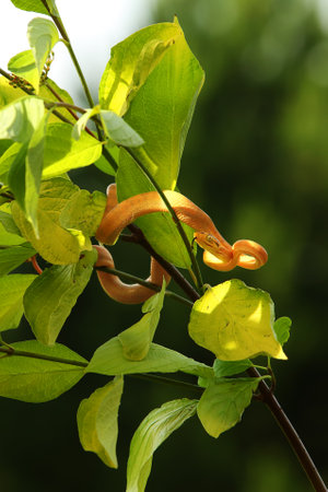 The Amazon tree boa (Corallus hortulanus) hanging from the green branch. Golden snake on the green background. Morning sun. Golden snake in the tree shade.の写真素材