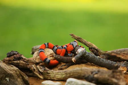 The Greer's Kingsnake (Lampropeltis mexicana greeri) on the sand with stones and old branch hunting the mouse. Green background. Gray, black and orange snake on the branch.の写真素材