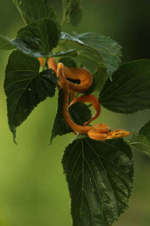 The Amazon tree boa (Corallus hortulanus) hanging from the green branch. Golden snake on the green background. Morning sun. Golden snake in the tree shade.の写真素材