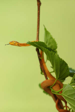 The Amazon tree boa (Corallus hortulanus) hanging from the green branch. Golden snake on the green background. Morning sun. Golden snake in the tree shade.の写真素材