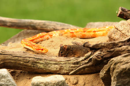 A Corn snake (Pantherophis guttatus or Elaphe guttata) after hunt eating a mouse. A red, orange and yellow Corn snake on the wood with a brown wood in the background.の写真素材