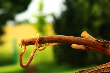 The Amazon tree boa (Corallus hortulanus) hanging from the green branch. Golden snake on the green background. Morning sun. Golden snake in the tree shade.の写真素材