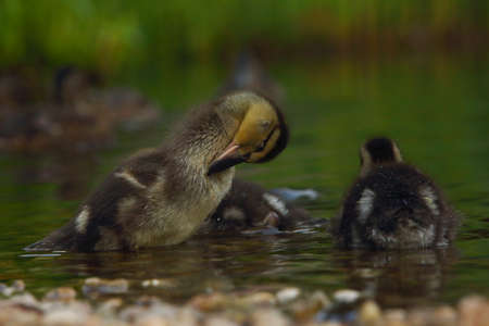 The mallard or wild duck (Anas platyrhynchos) small newborn staying on small stones close to the lake. Morning sun. Green background.の写真素材