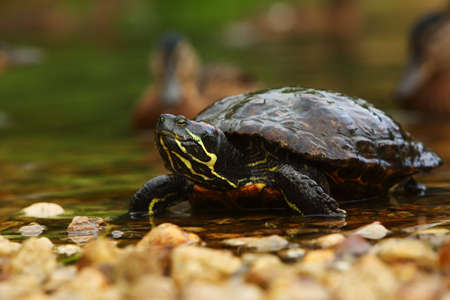 The red-eared slider (Trachemys scripta elegans), is a small fresh water turtle. The red-eared slider turtle going from the water. Close-up, portrait.の写真素材