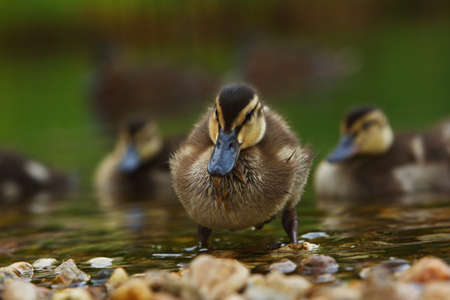 The mallard or wild duck (Anas platyrhynchos) small newborn staying on small stones close to the lake. Morning sun. Green background.の写真素材
