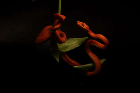 The Amazon tree boa (Corallus hortulanus) hanging from the green branch. Golden snake on the dark background. Golden snake in the tree shade.の写真素材