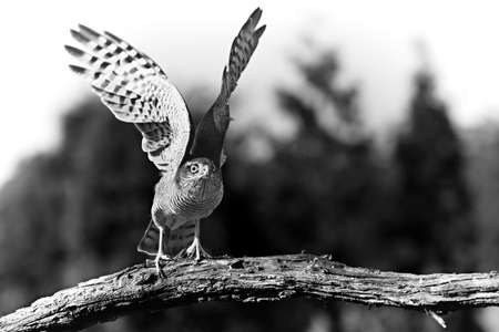 The Eurasian sparrowhawk (Accipiter nisus) sitting on the old brown branch. Dark background. Morning sun.の写真素材