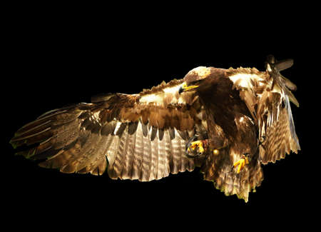 The steppe eagle (Aquila nipalensis) is flying very close to the camerra. The steppe eagle flying portrait. Dark background.の写真素材