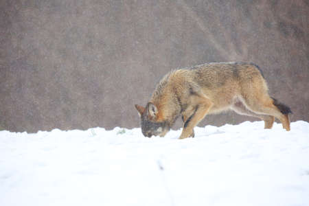 The wild european wolf (Canis lupus lupus) in the snow blizzard. The european wild wolf looking for the food in the snow. Snow around.の写真素材