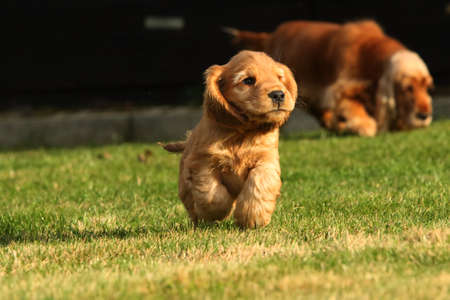 Amazing, newborn and cute red English Cocker Spaniel puppy with its mother detail. Small and cute red Cocker Spaniel puppy runing around its mother in the green grass, morning sun. Green background.の写真素材