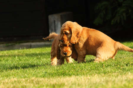 Amazing, newborn and cute red English Cocker Spaniel puppy detail. Small and cute red Cocker Spaniel puppies running and fighting in the green grass, morning sun. Green background.の写真素材