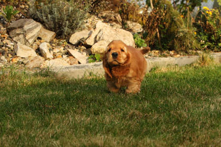 Amazing, newborn and cute red English Cocker Spaniel puppy detail. Small and cute red Cocker Spaniel puppies running in the green grass, morning sun. Green background.の写真素材