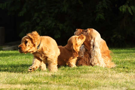 Amazing, newborn and cute red English Cocker Spaniel puppy with its mother detail. Small and cute red Cocker Spaniel puppy runing around its mother in the green grass, morning sun. Green background.の写真素材