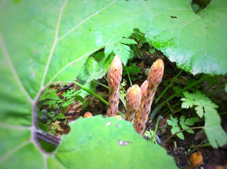 Flowers growing in forestの素材