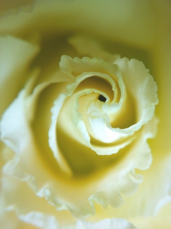 Yellow carnation flower closeupの素材