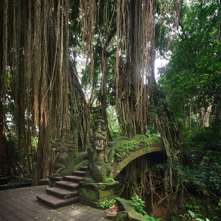 Bridge in Ubud's Monkey Forest Sanctuary with huge old tree with log roots and branches, Bali, Indonesia
の写真素材