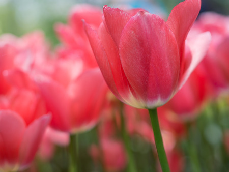 Beautiful pink tulip flowers in garden with blurred background, Keukenhof, Netherlands