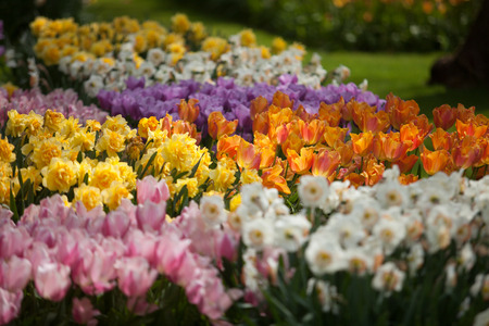 Beautiful colored tulip flowers in garden with blurred background, Keukenhof, Netherlandsの写真素材