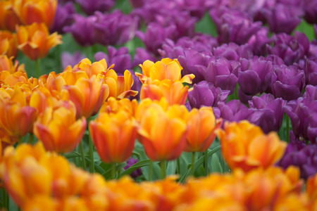 Beautiful orange and purple tulip flowers in garden with blurred background, Keukenhof, Netherlandsの写真素材