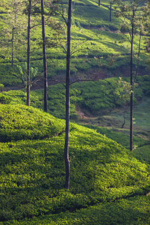 View of the green tea plantations at sunrise, Srilanka, Asiaの写真素材