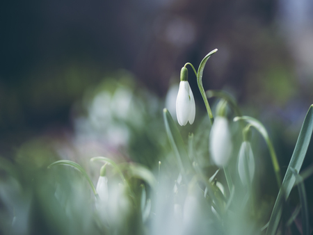 snowdrop flower