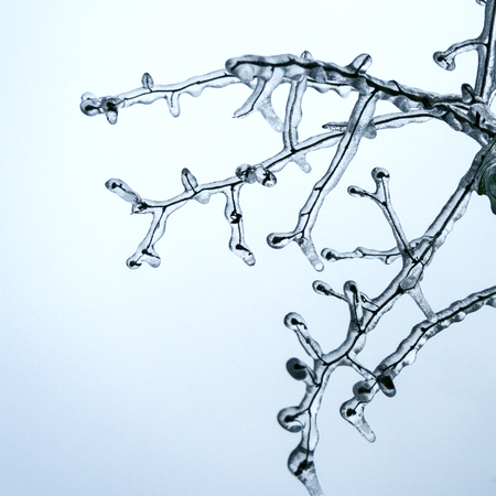 frozen branches